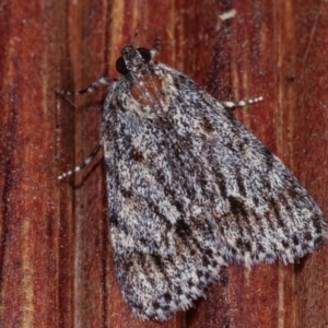 Spectrotrota fimbrialis at Melba, ACT - 19 Dec 2020