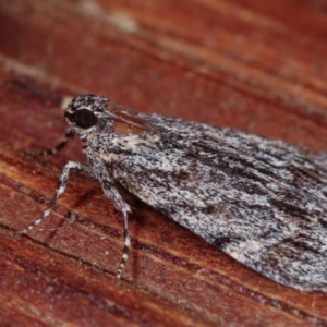 Spectrotrota fimbrialis at Melba, ACT - 19 Dec 2020 12:24 AM