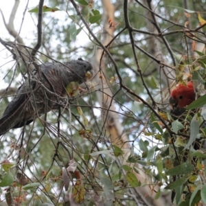 Callocephalon fimbriatum at Deakin, ACT - 3 Jan 2021