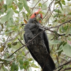 Callocephalon fimbriatum at Deakin, ACT - 3 Jan 2021