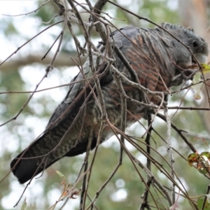 Callocephalon fimbriatum at Deakin, ACT - 3 Jan 2021