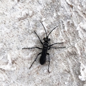 Pompilidae (family) at Garran, ACT - 9 Mar 2020