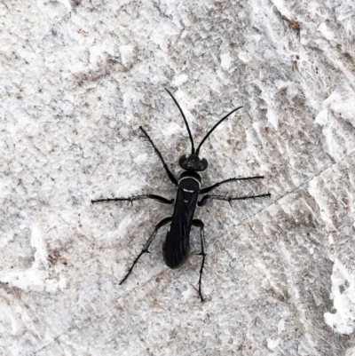 Pompilidae (family) (Unidentified Spider wasp) at Hughes Garran Woodland - 9 Mar 2020 by ruthkerruish
