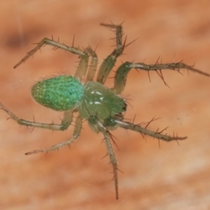 Araneus talipedatus at Melba, ACT - 19 Dec 2020