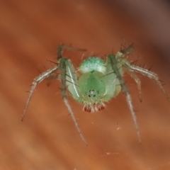 Araneus talipedatus at Melba, ACT - 19 Dec 2020