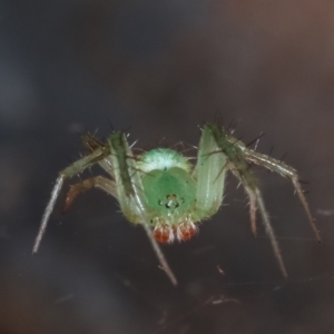 Araneus talipedatus at Melba, ACT - 19 Dec 2020