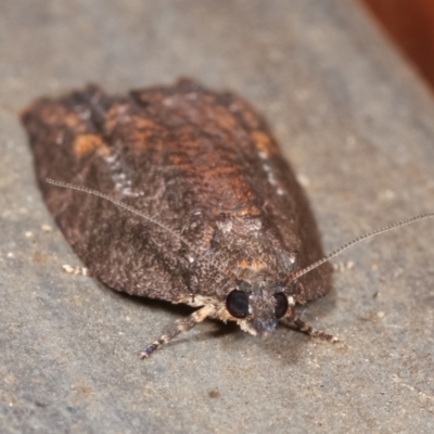 Tortricinae (subfamily) (A tortrix moth) at Melba, ACT - 18 Dec 2020 by kasiaaus