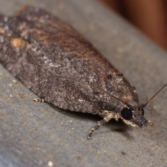 Tortricinae (subfamily) at Melba, ACT - 19 Dec 2020