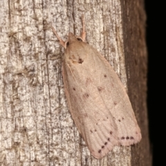 Heliocausta undescribed species (A concealer moth) at Melba, ACT - 18 Dec 2020 by kasiaaus