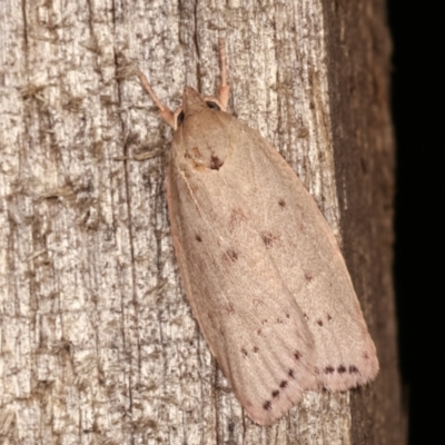 Heliocausta undescribed species (A concealer moth) at Melba, ACT - 18 Dec 2020 by kasiaaus