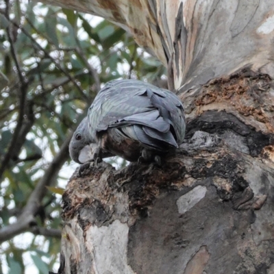 Callocephalon fimbriatum (Gang-gang Cockatoo) at GG44 - 3 Jan 2021 by JackyF