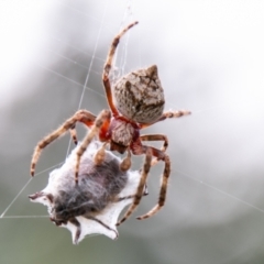 Hortophora transmarina (Garden Orb Weaver) at Coree, ACT - 5 Jan 2021 by SWishart