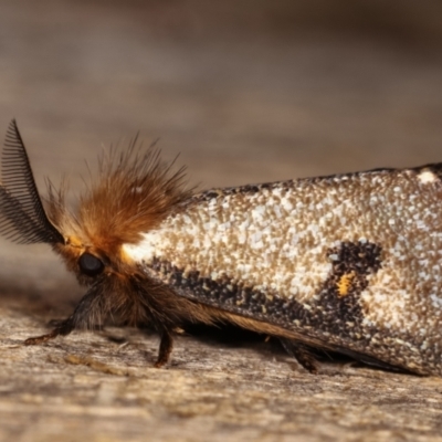 Epicoma contristis (Yellow-spotted Epicoma Moth) at Melba, ACT - 19 Dec 2020 by kasiaaus