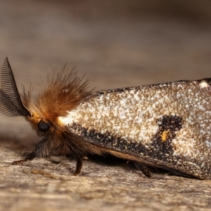 Epicoma contristis at Melba, ACT - 19 Dec 2020