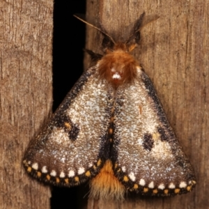 Epicoma contristis at Melba, ACT - 19 Dec 2020