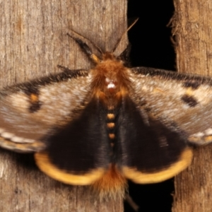 Epicoma contristis at Melba, ACT - 19 Dec 2020