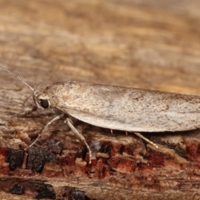 Oecophoridae provisional group 2 at Melba, ACT - 19 Dec 2020 by kasiaaus