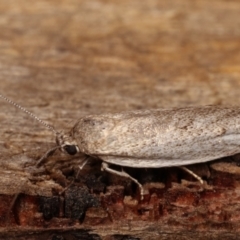 Oecophoridae provisional group 2 at Melba, ACT - 19 Dec 2020