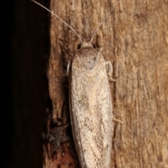 Oecophoridae provisional group 2 at Melba, ACT - 19 Dec 2020