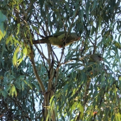 Polytelis swainsonii (Superb Parrot) at Red Hill to Yarralumla Creek - 5 Jan 2021 by JackyF