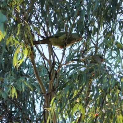 Polytelis swainsonii (Superb Parrot) at Deakin, ACT - 5 Jan 2021 by JackyF