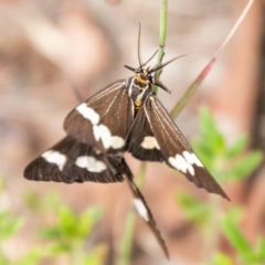 Nyctemera amicus (Senecio Moth, Magpie Moth, Cineraria Moth) at Coree, ACT - 5 Jan 2021 by SWishart