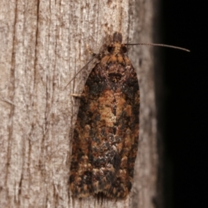 Thrincophora impletana at Melba, ACT - 19 Dec 2020