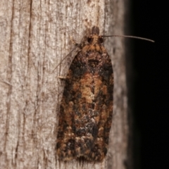 Thrincophora impletana (a Tortrix moth) at Melba, ACT - 19 Dec 2020 by kasiaaus