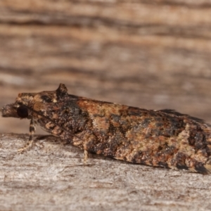 Thrincophora impletana at Melba, ACT - 19 Dec 2020