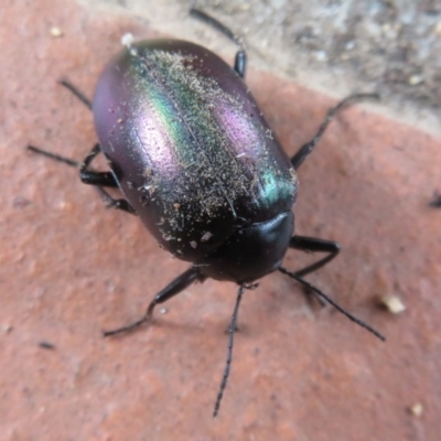 Chalcopteroides cupripennis (Rainbow darkling beetle) at Flynn, ACT - 6 Jan 2021 by Christine