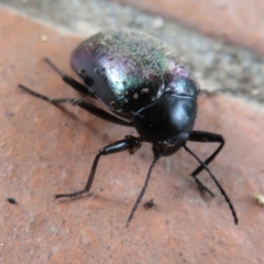 Chalcopteroides cupripennis at Flynn, ACT - 6 Jan 2021