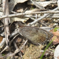 Geitoneura klugii (Marbled Xenica) at Tennent, ACT - 5 Jan 2021 by Christine