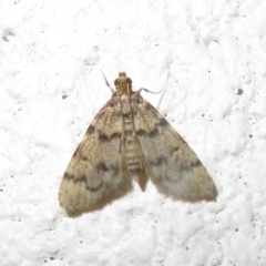Metasia (genus) (A Crambid moth) at Namadgi National Park - 5 Jan 2021 by Christine