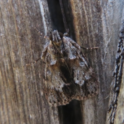 Spectrotrota fimbrialis (A Pyralid moth) at Namadgi National Park - 5 Jan 2021 by Christine