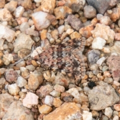 Dichromodes disputata (Scaled Heath Moth) at Coree, ACT - 6 Jan 2021 by SWishart
