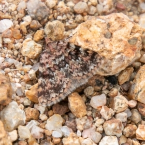 Dichromodes disputata at Coree, ACT - 6 Jan 2021