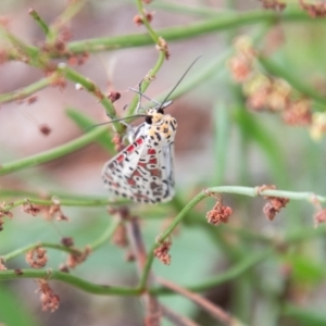 Utetheisa (genus) at Coree, ACT - 6 Jan 2021 10:47 AM