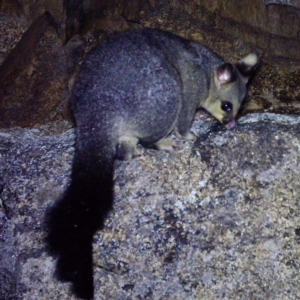 Trichosurus vulpecula at Mount Clear, ACT - 27 Dec 2020 09:52 PM