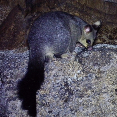 Trichosurus vulpecula (Common Brushtail Possum) at Mount Clear, ACT - 27 Dec 2020 by ChrisHolder