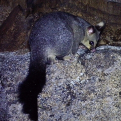Trichosurus vulpecula (Common Brushtail Possum) at Mount Clear, ACT - 27 Dec 2020 by ChrisHolder