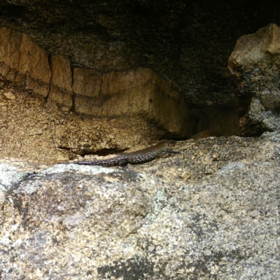 Egernia cunninghami (Cunningham's Skink) at Namadgi National Park - 29 Dec 2020 by ChrisHolder