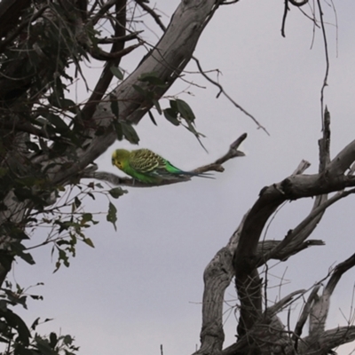 Melopsittacus undulatus (Budgerigar) at Gordon, ACT - 6 Jan 2021 by RodDeb
