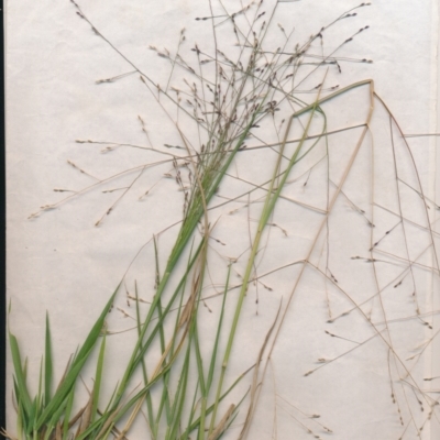 Panicum effusum (Hairy Panic Grass) at Mount Majura - 6 Jan 2021 by waltraud