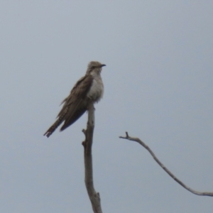 Cacomantis pallidus at Gordon, ACT - 6 Jan 2021 10:27 AM