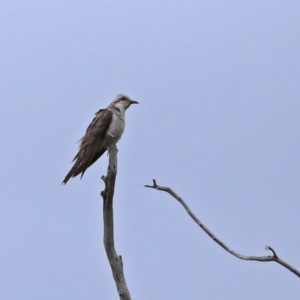 Cacomantis pallidus at Gordon, ACT - 6 Jan 2021