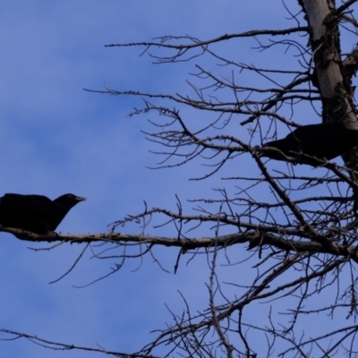 Eudynamys orientalis (Pacific Koel) at Florey, ACT - 6 Jan 2021 by Kurt