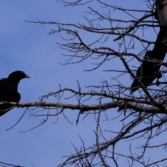 Eudynamys orientalis at Florey, ACT - 6 Jan 2021