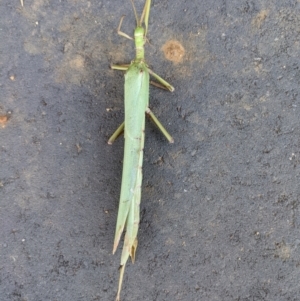 Podacanthus typhon at Thurgoona, NSW - 6 Jan 2021 06:56 PM