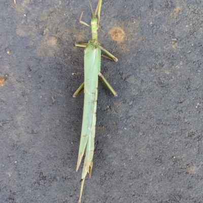 Podacanthus typhon (Pink-winged Stick Insect) at Albury - 6 Jan 2021 by ChrisAllen