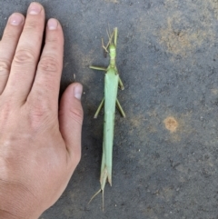 Podacanthus typhon at Thurgoona, NSW - 6 Jan 2021